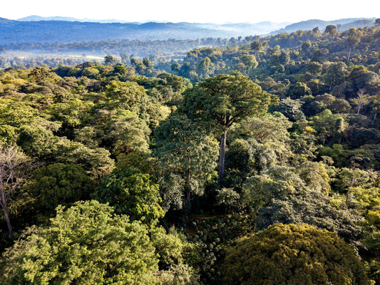 Beyond the Legend: The Rich History of Ethiopian Coffee Cultivation